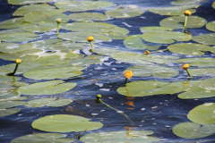 IMG_0502
