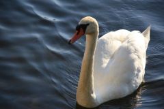 img_1477